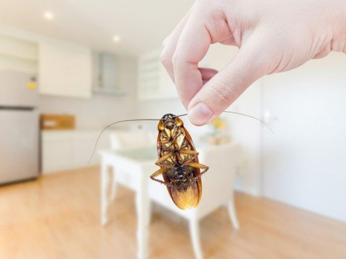 cockroach pest contol services dubai golden spotless