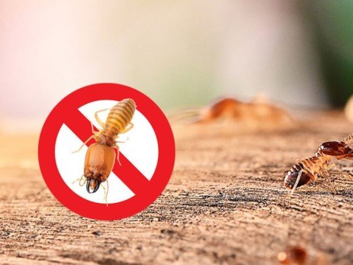 termites pest contol services dubai golden spotless